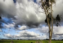 黑白体育官网：海港亚冠输得有点冤？茹萨其实可以不被停赛？.